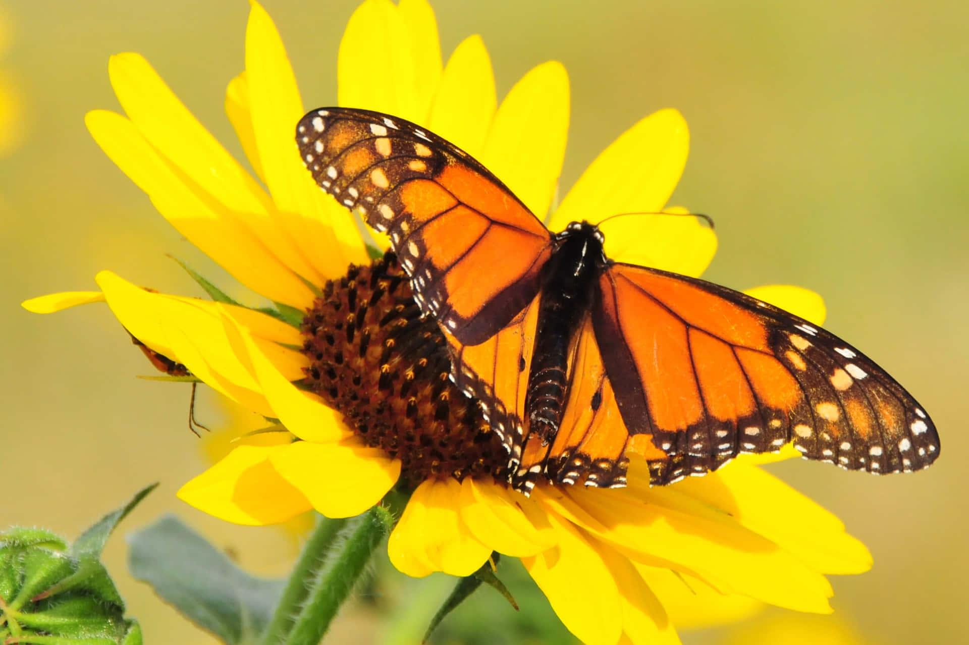 Monarch Butterflyon Sunflower.jpg Wallpaper