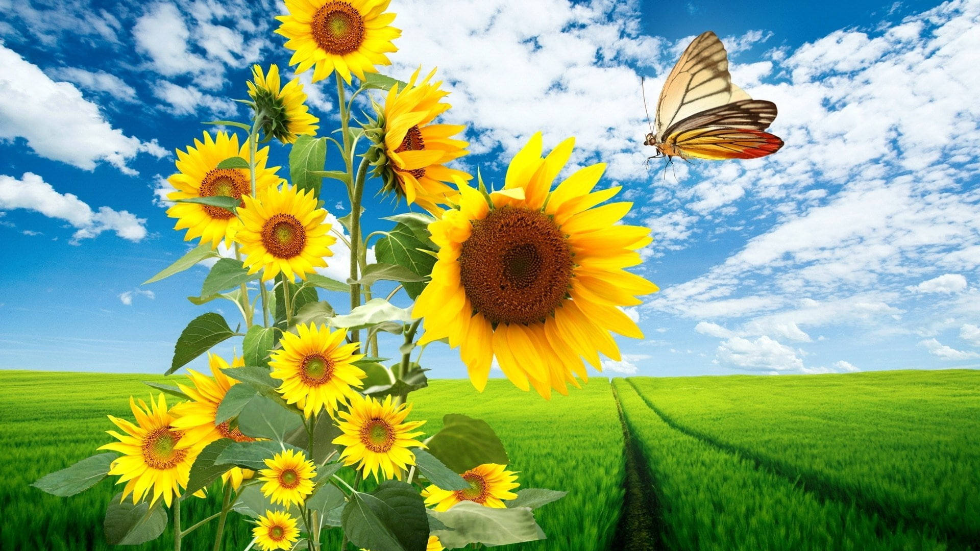 Portátilmonarch Sunflower Fondo de pantalla