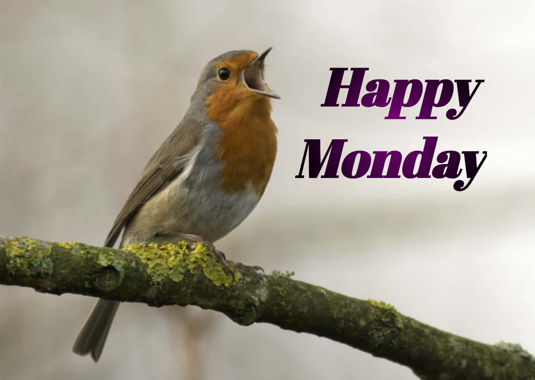 Happy Monday European Robin Bird Singing Picture