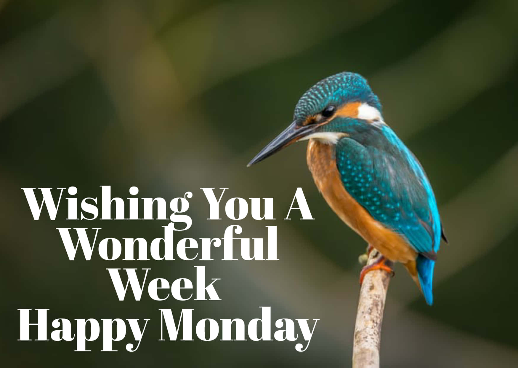 Happy Monday Common Kingfisher Bird Picture