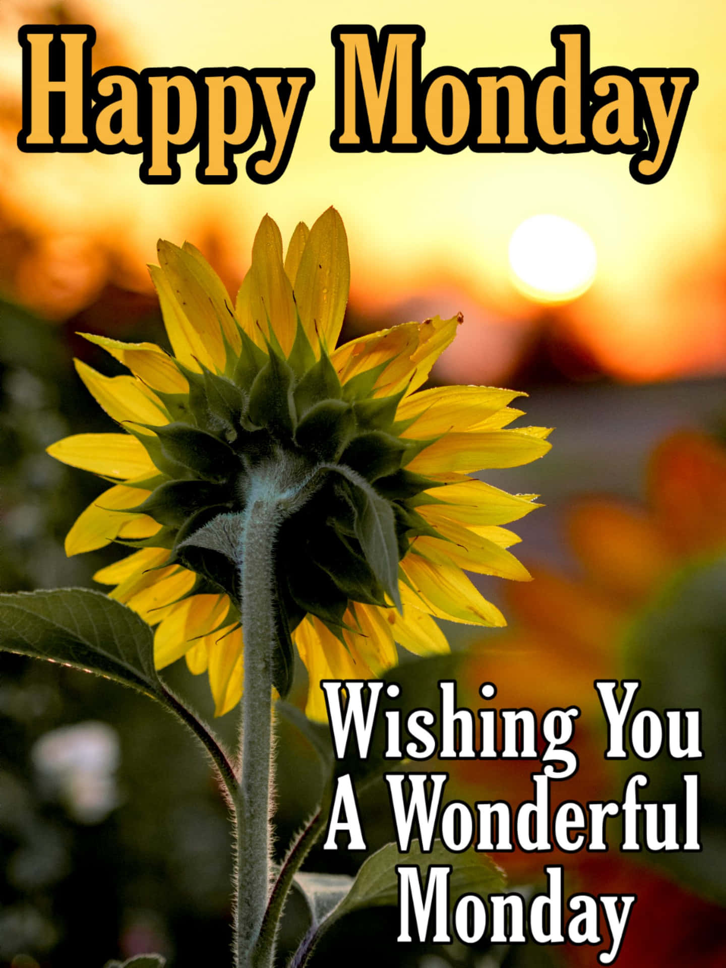 Happy Monday Sunflower Sunrise Wishes Picture