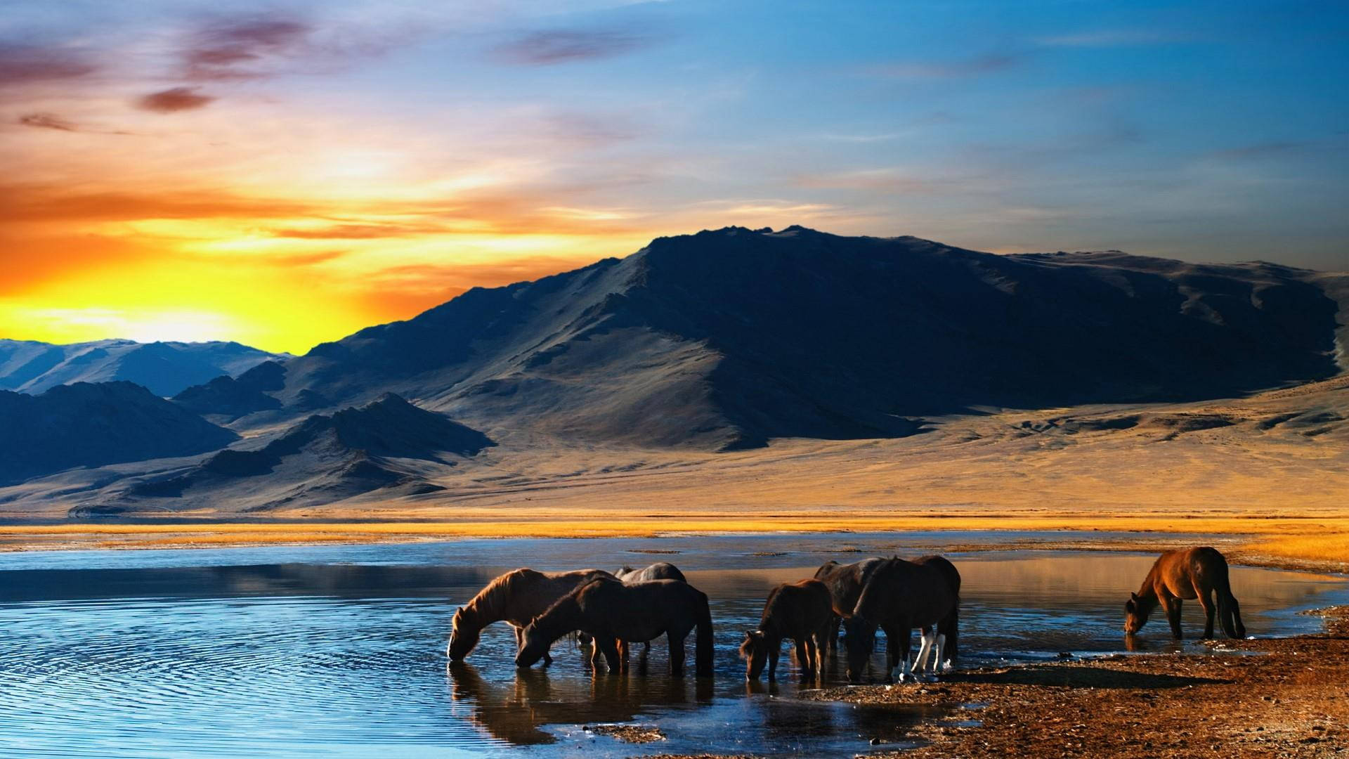 Mongolia's Horses In The Wild