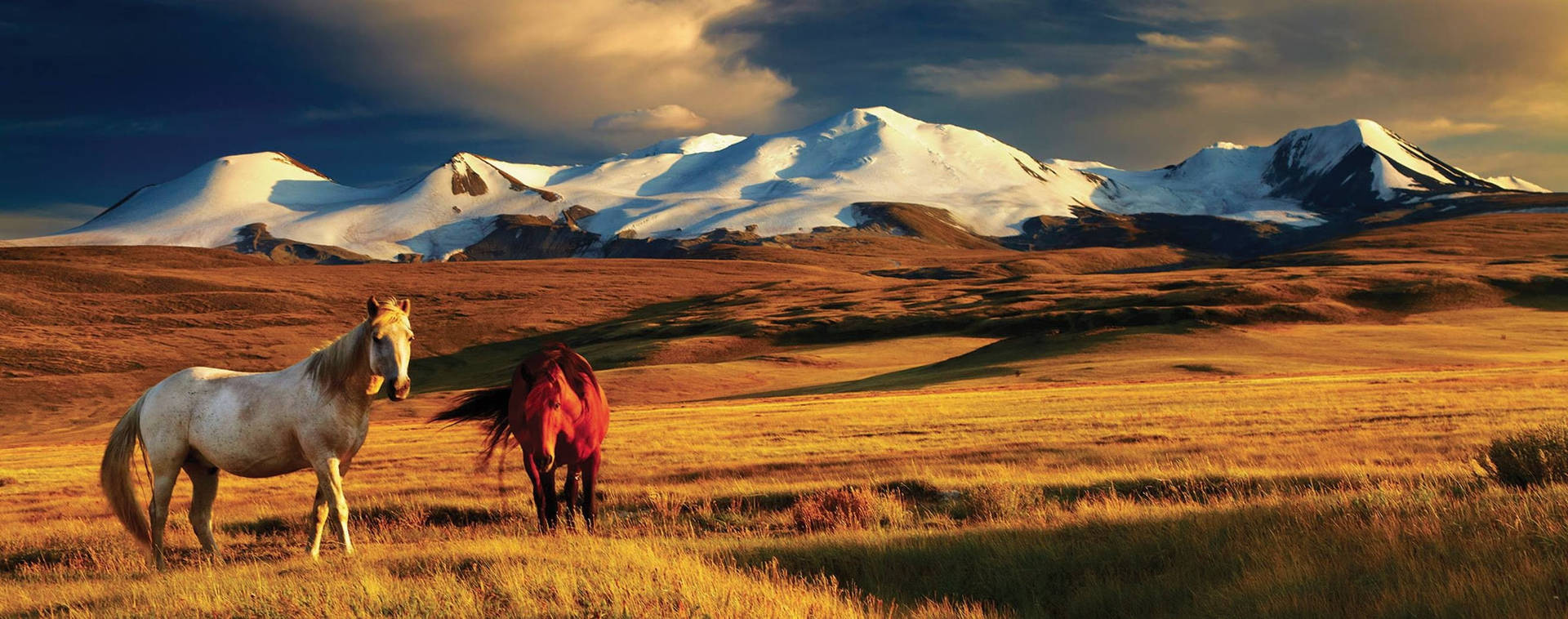Mongolian Horses In The Pasture