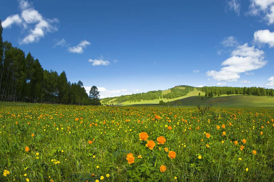 Eljardín De Flores De Mongolias Buttercup Fondo de pantalla