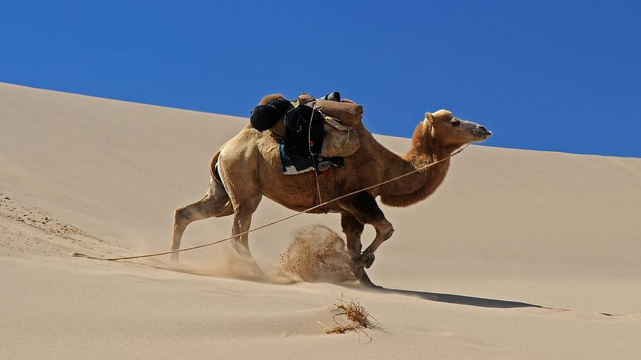 Mongolias Camel In Desert Wallpaper