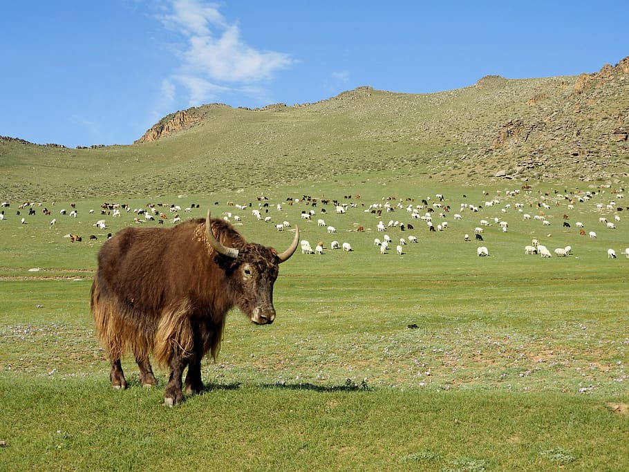 Mongolian Domestic Yak Grazing in a Beautiful Landscape Wallpaper