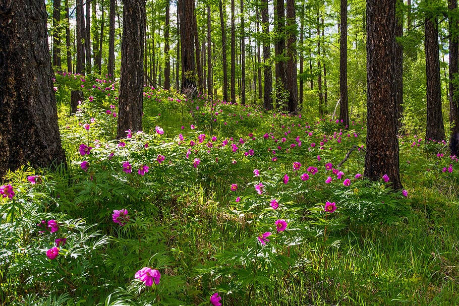Mongolias Flowers In Forest Wallpaper