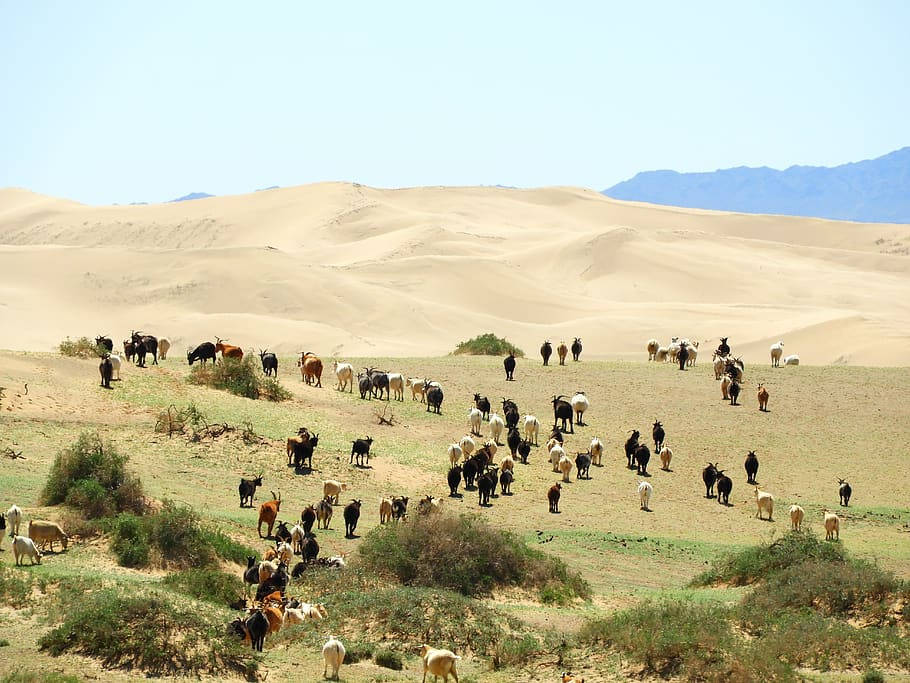 Mongolischerausblick Auf Die Wüste Gobi Wallpaper