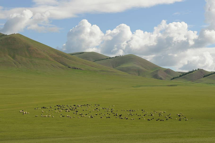 Mongolias Green Mountains And Fields Wallpaper