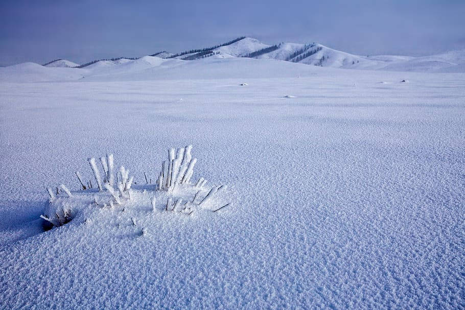 Campode Neve Da Mongólia Papel de Parede