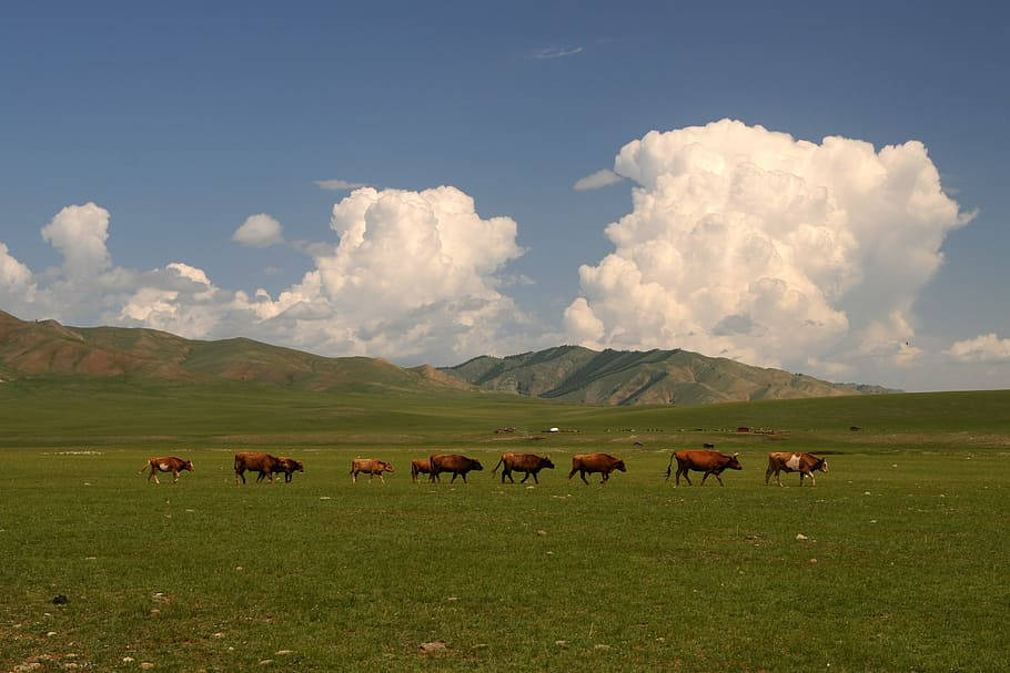Paint the Horizon - Mongolias tykke skyer male horisonten. Wallpaper