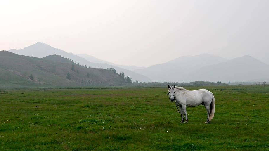 Mongolias White Horse Wallpaper
