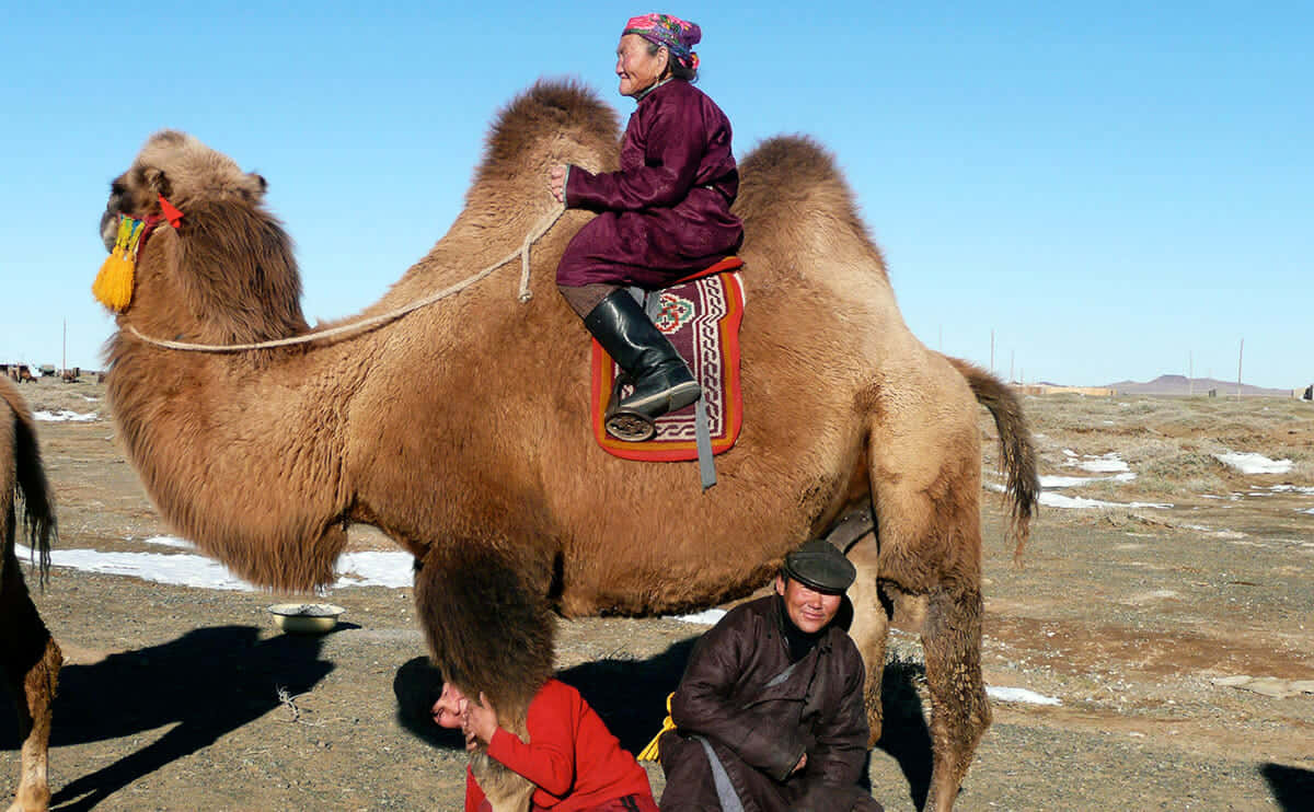 Mongols Mongolia Camel Picture
