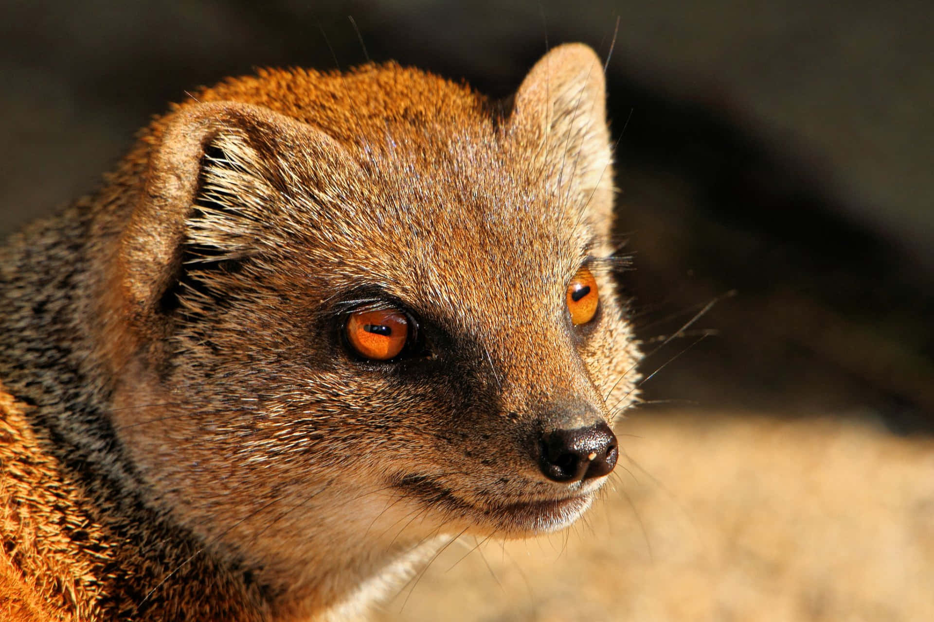 Download Mongoose Close Up Portrait Wallpaper | Wallpapers.com