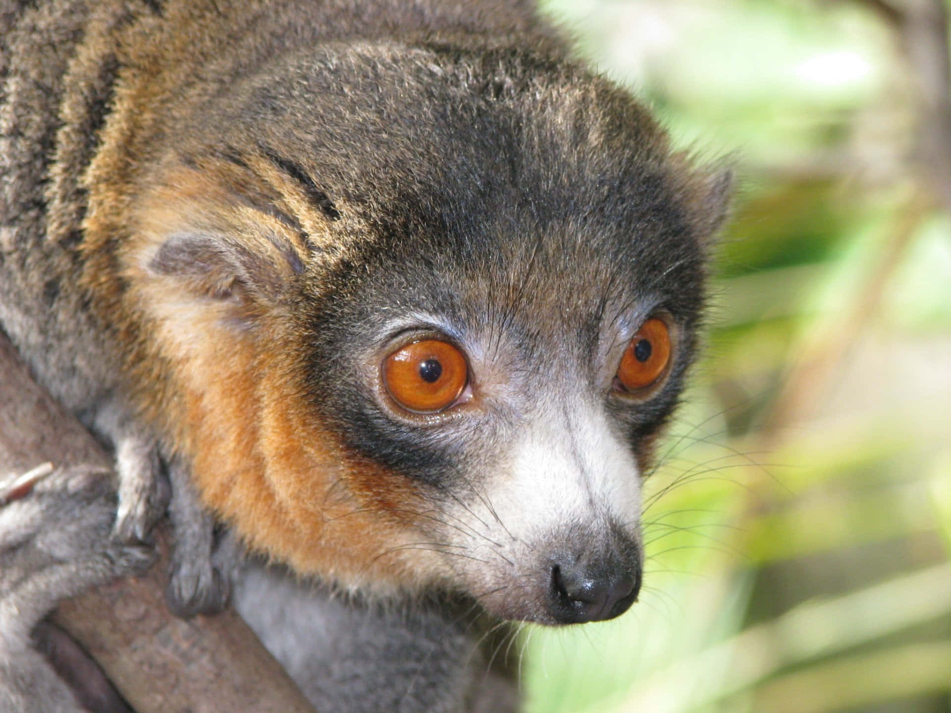 Mongoose_ Lemur_ Closeup.jpg Wallpaper