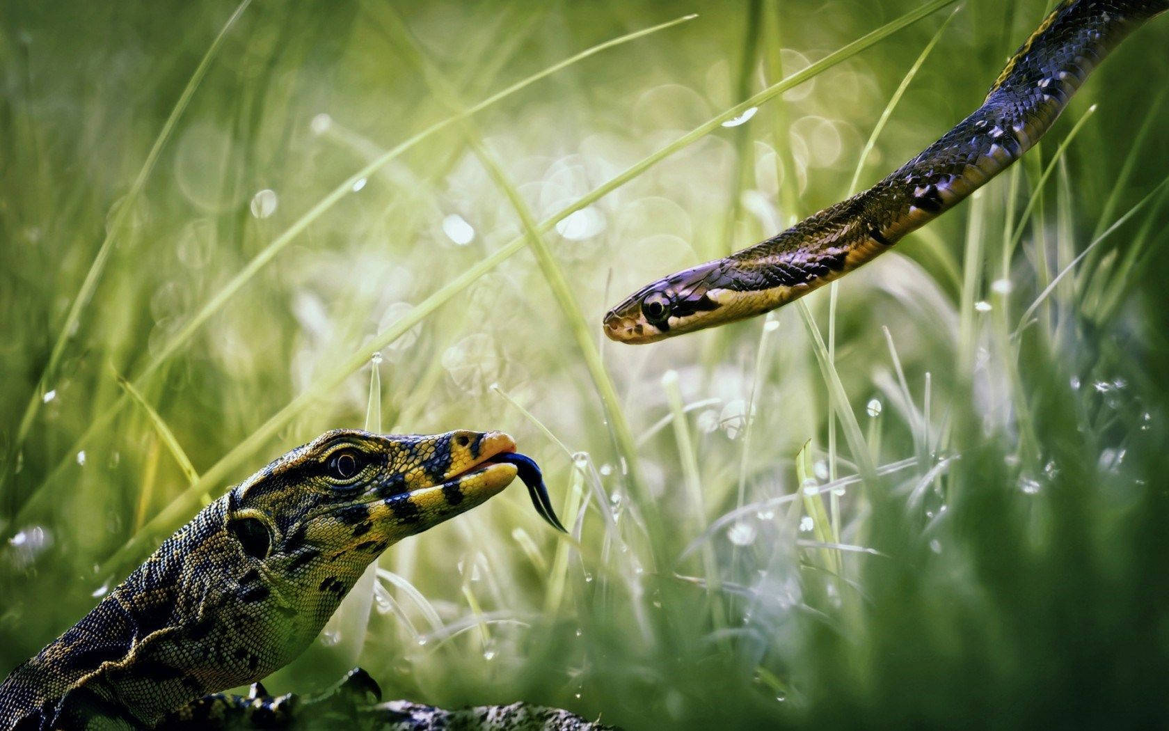 Monitor Lizard Facing Grass Snake Wallpaper