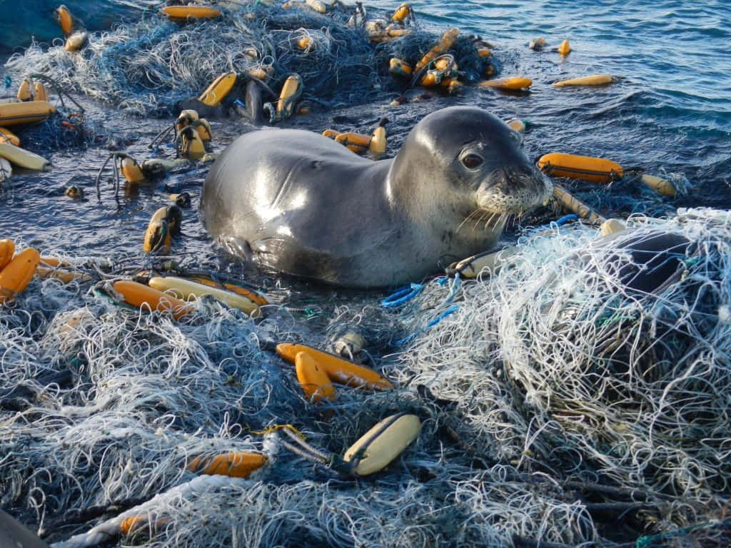 Monk Seal Amidst Marine Debris Wallpaper