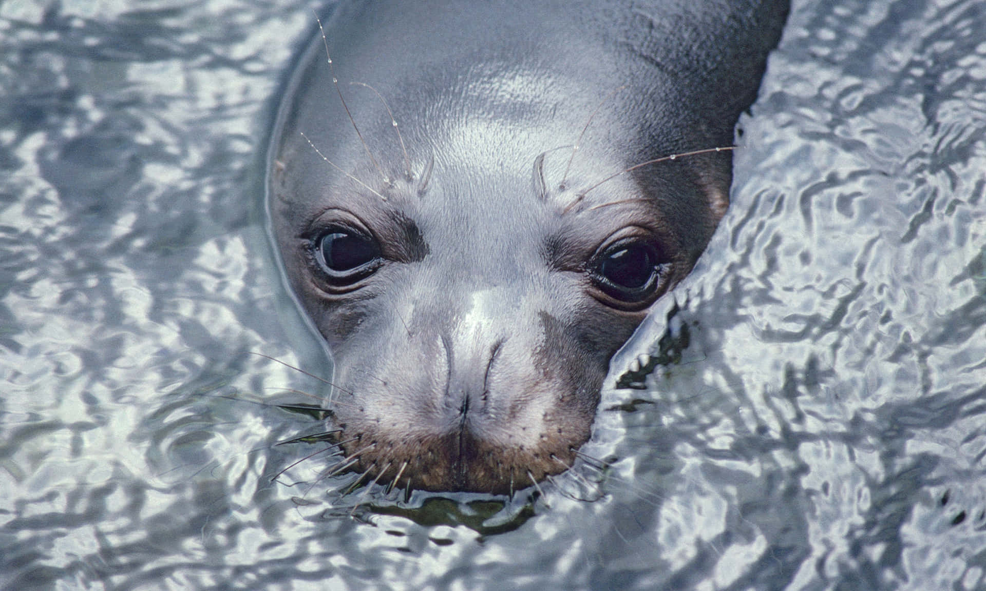 Monk Seal In Water.jpg Wallpaper