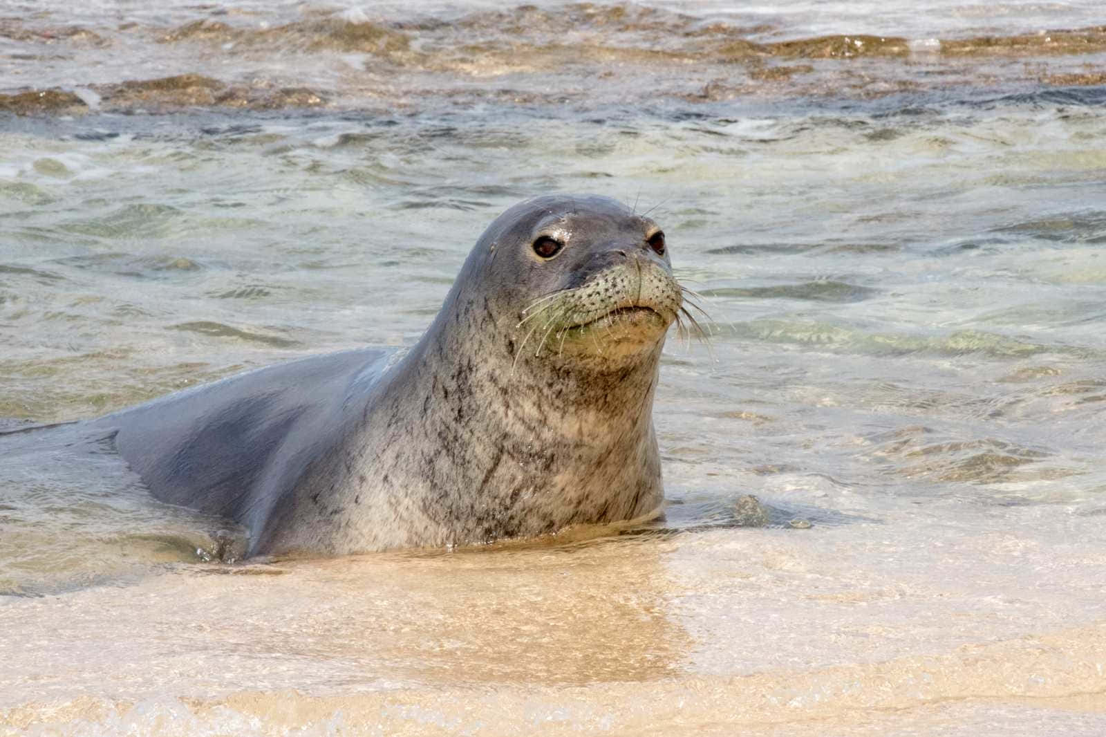 Monk Seal On Shoreline.jpg Wallpaper