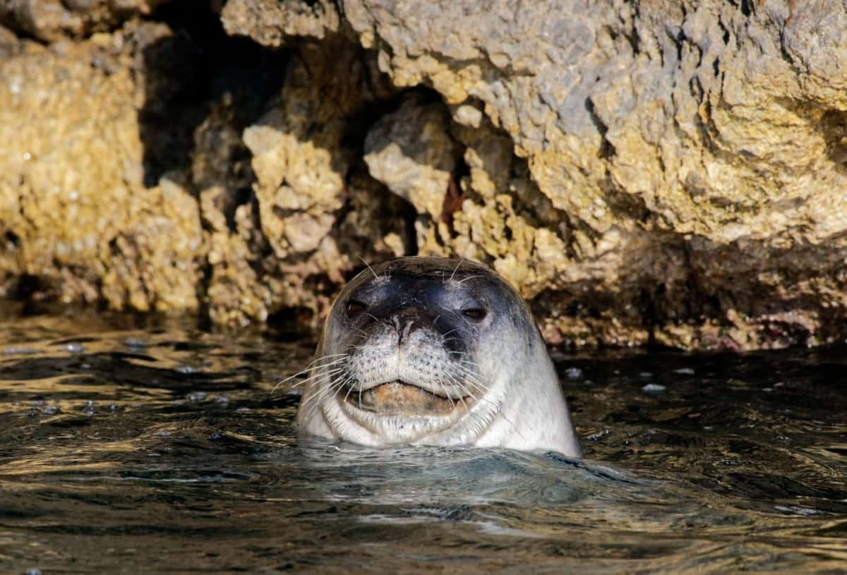 Monk Seal Peeking From Water Wallpaper