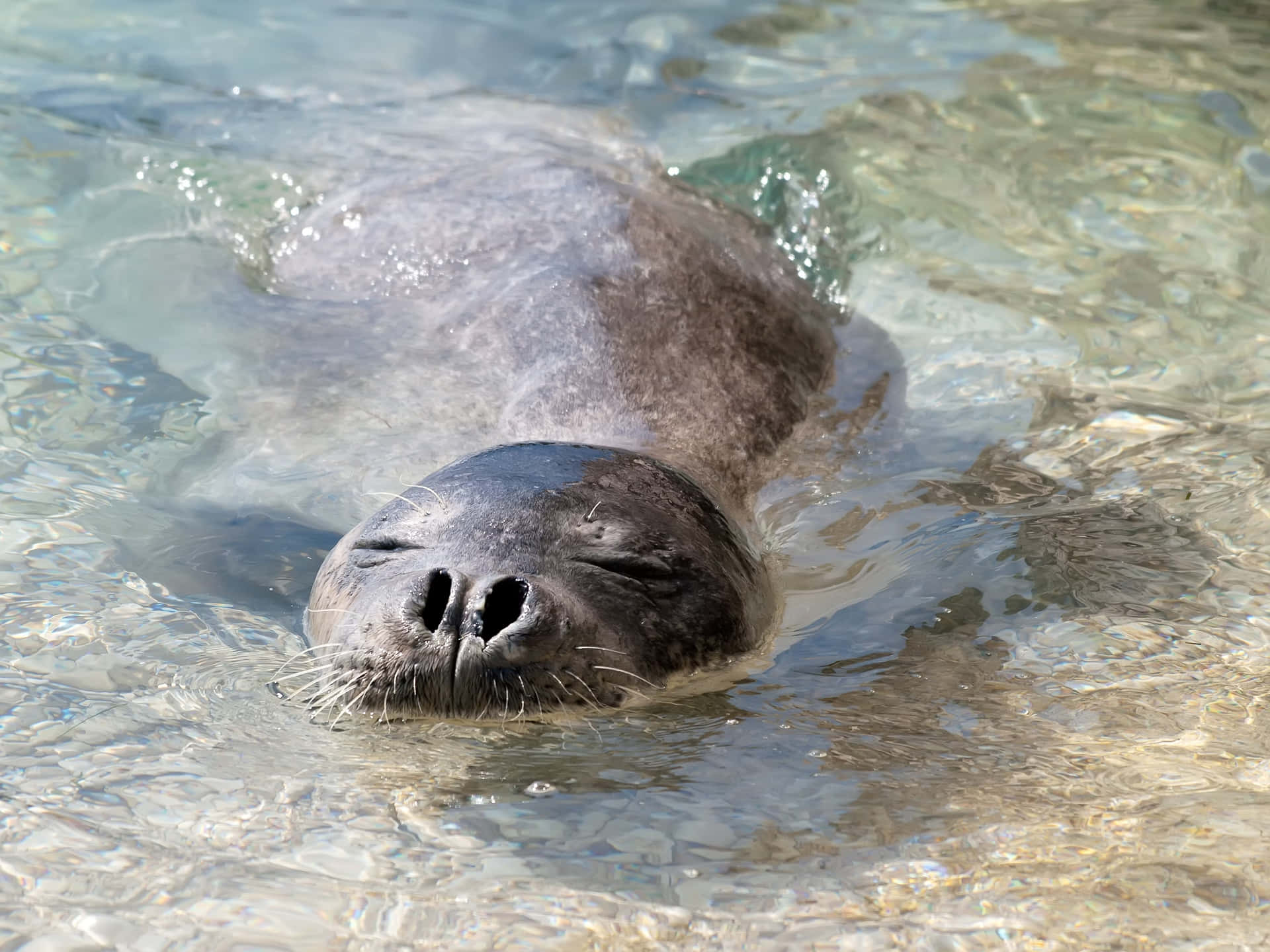 Monk Seal Swimming Peacefully Wallpaper