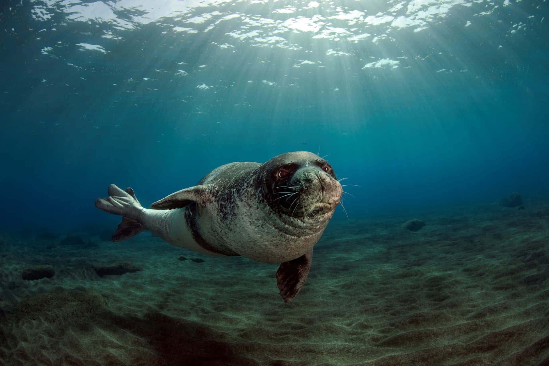 Monk Seal Swimming Underwater.jpg Wallpaper