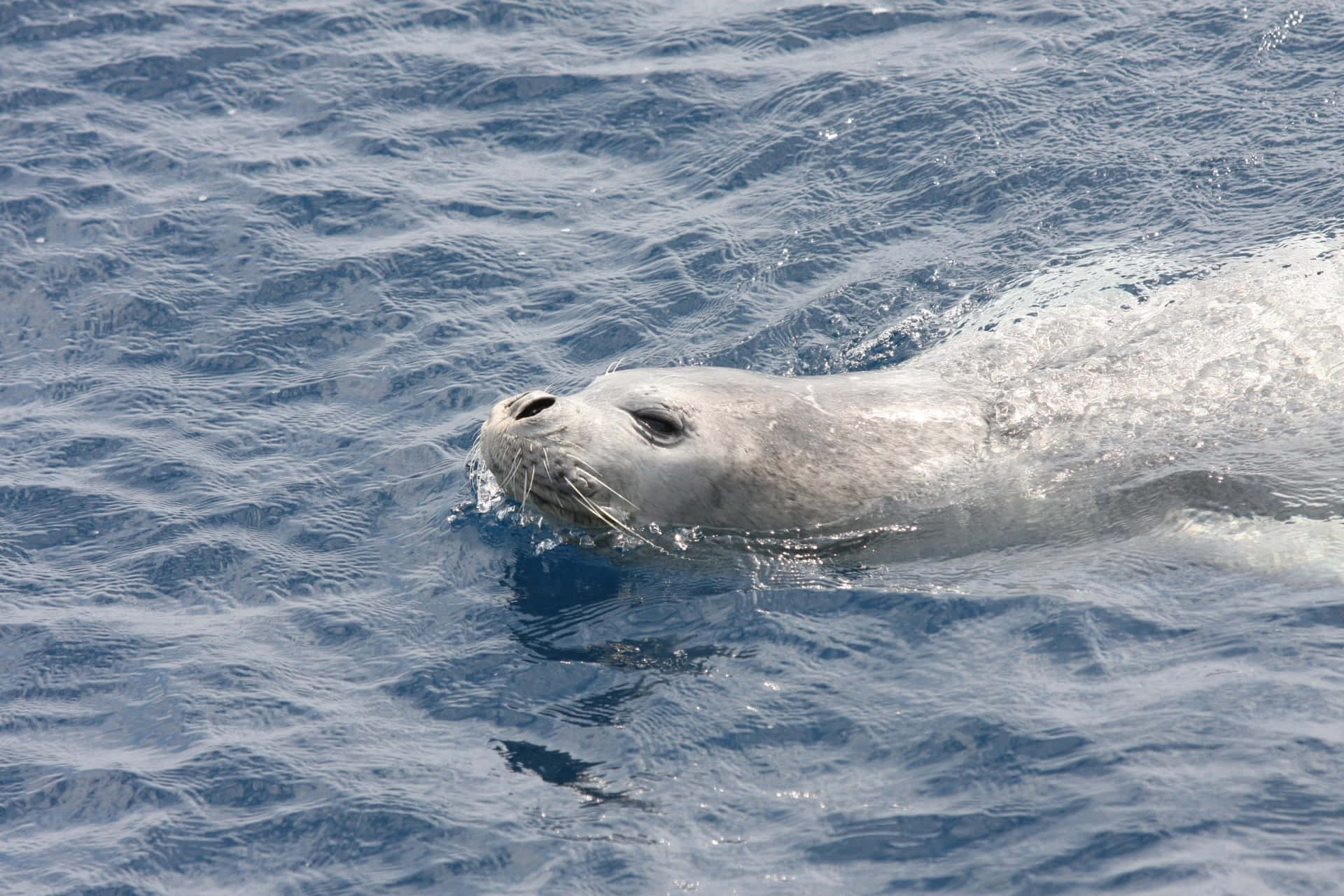 Monk Seal Swimmingin Blue Ocean Wallpaper