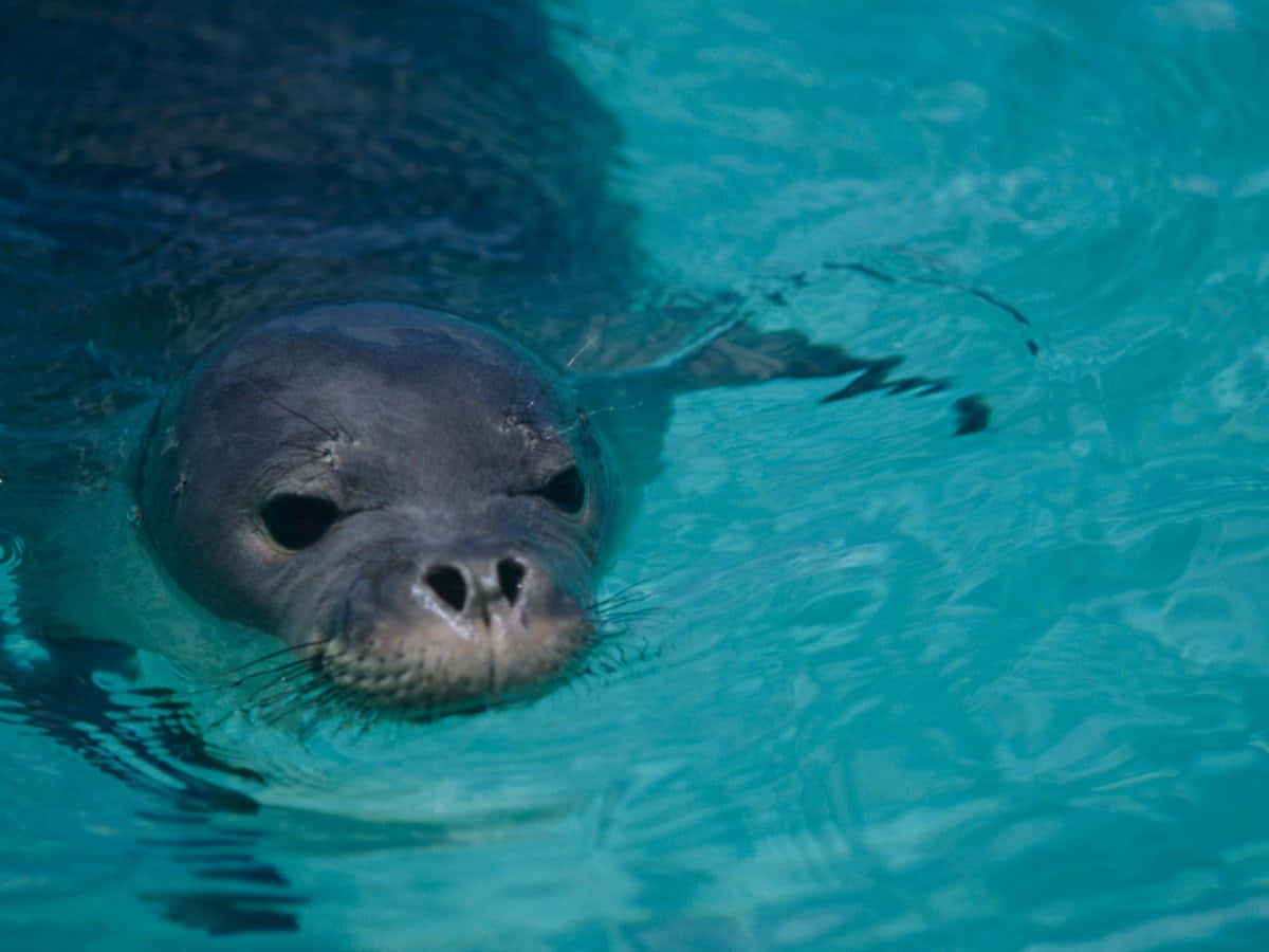Monk Seal Swimmingin Crystal Blue Water.jpg Wallpaper