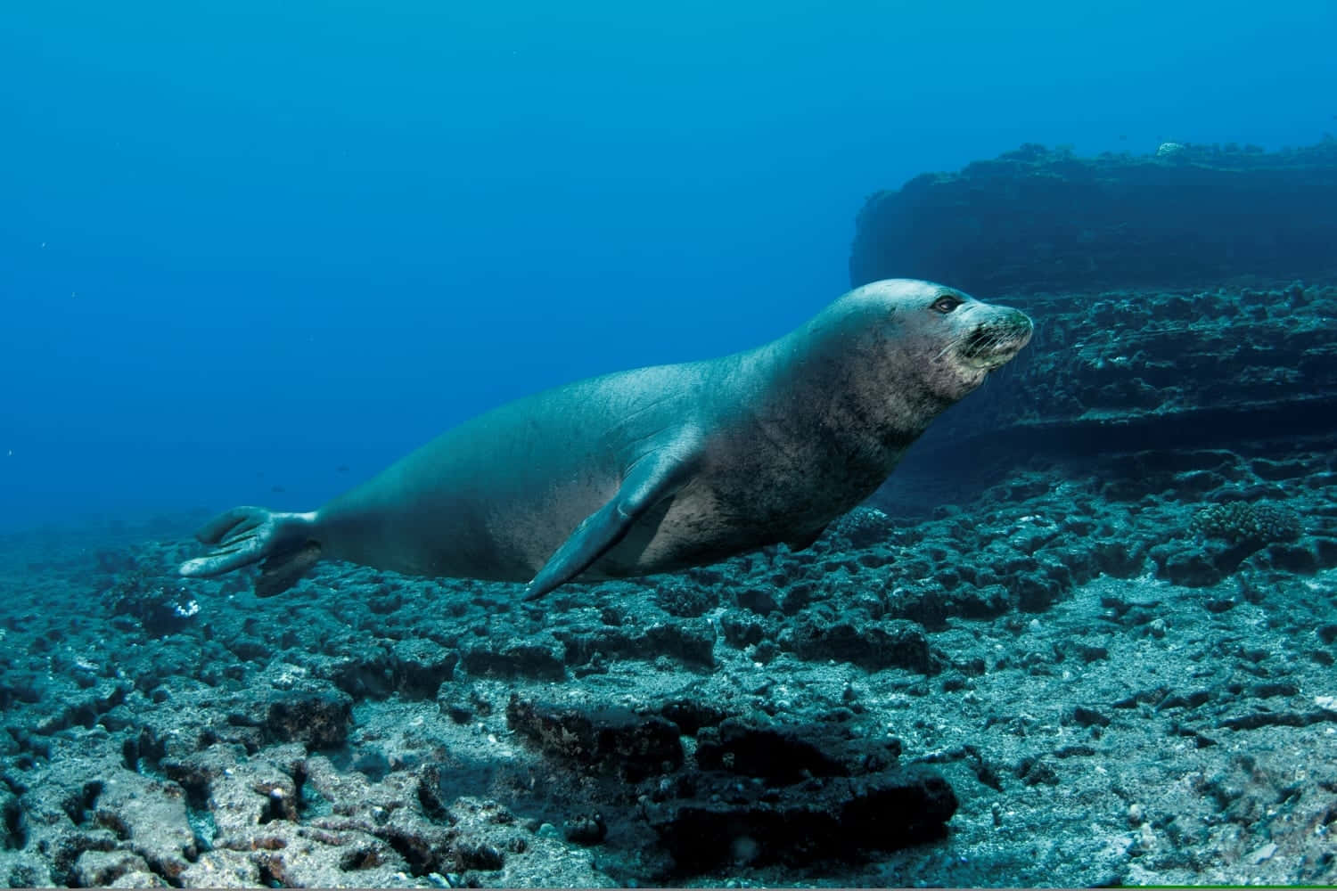 Monk Seal Underwater Exploration Wallpaper