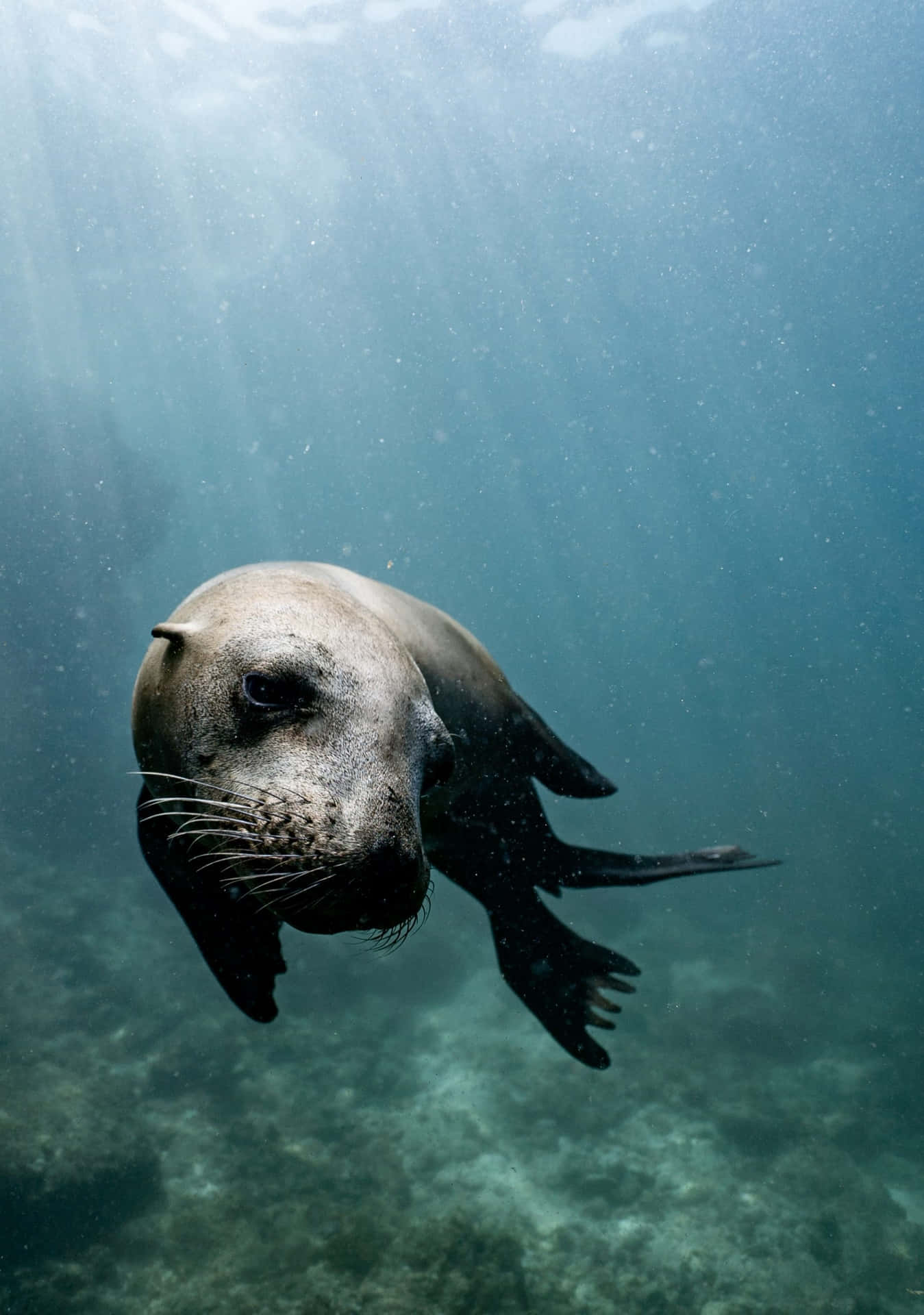Monk Seal Underwater Serenity Wallpaper