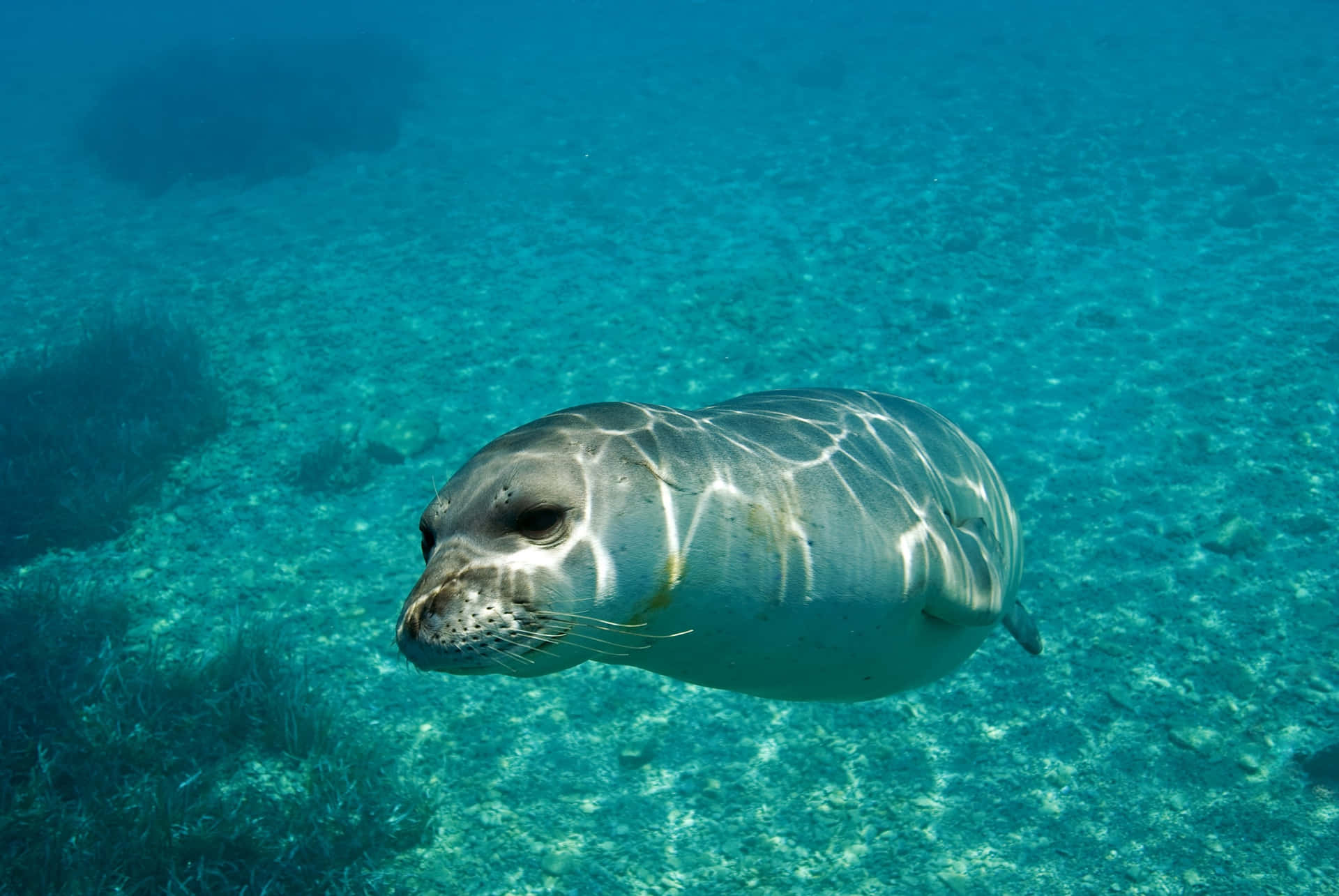 Monk Seal Underwater Swim Wallpaper