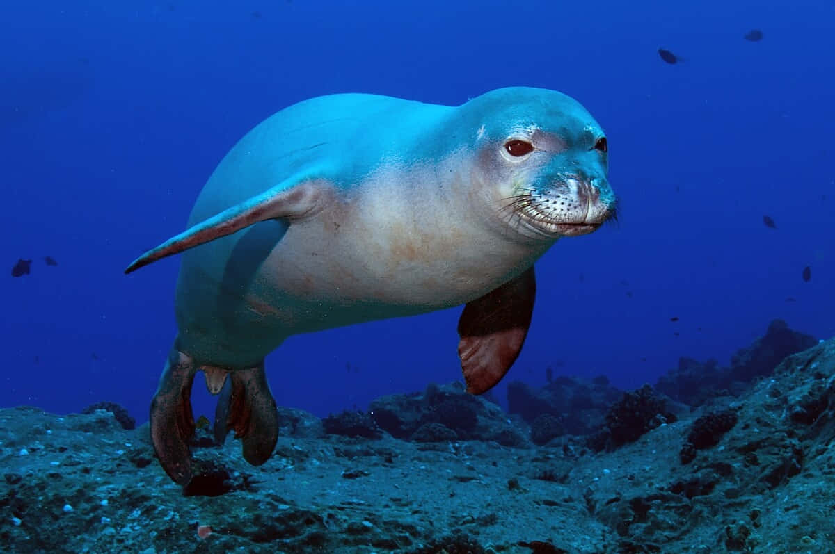 Monk Seal Underwater Swimming Wallpaper