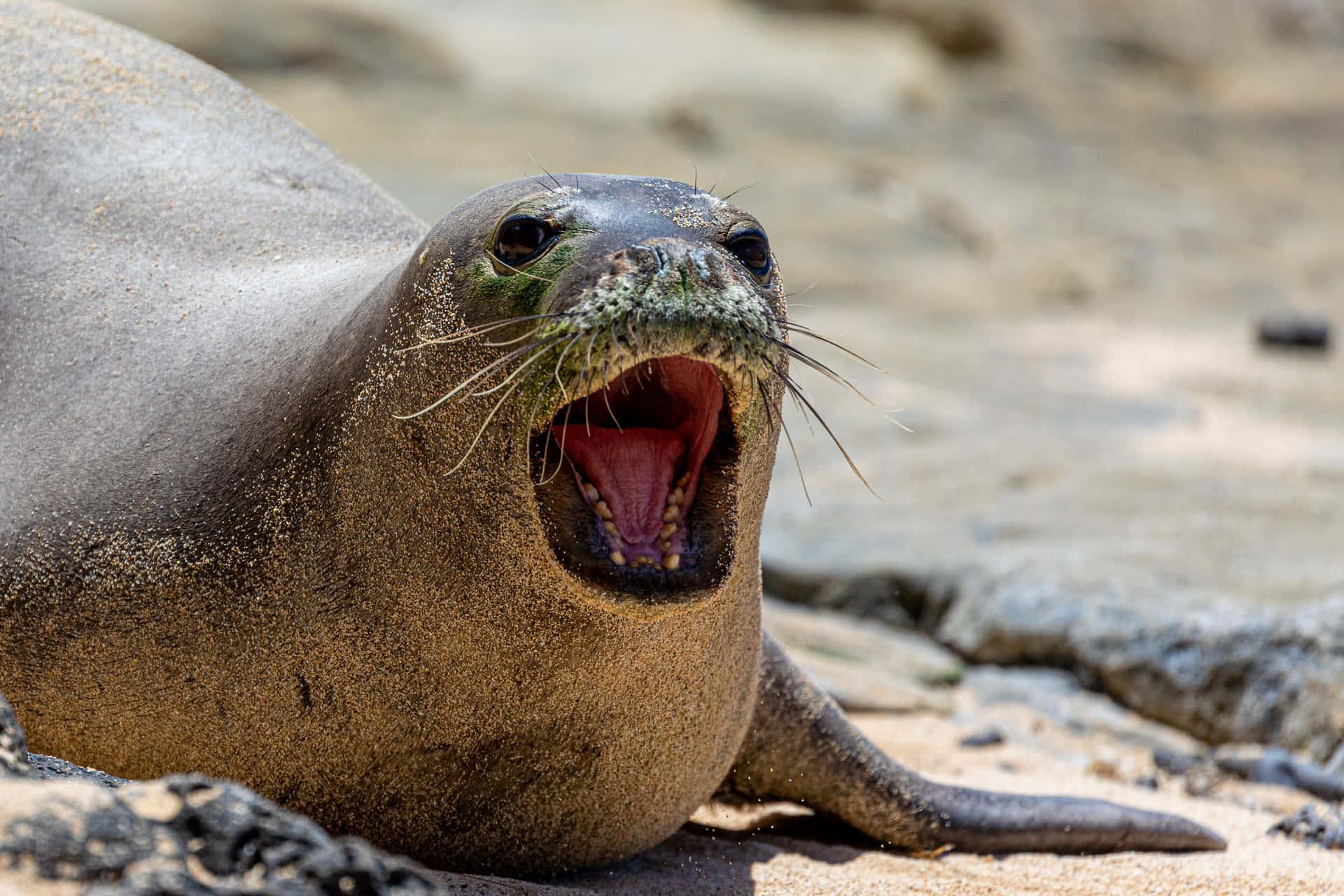 Download Monk Seal Vocalizingon Beach Wallpaper | Wallpapers.com