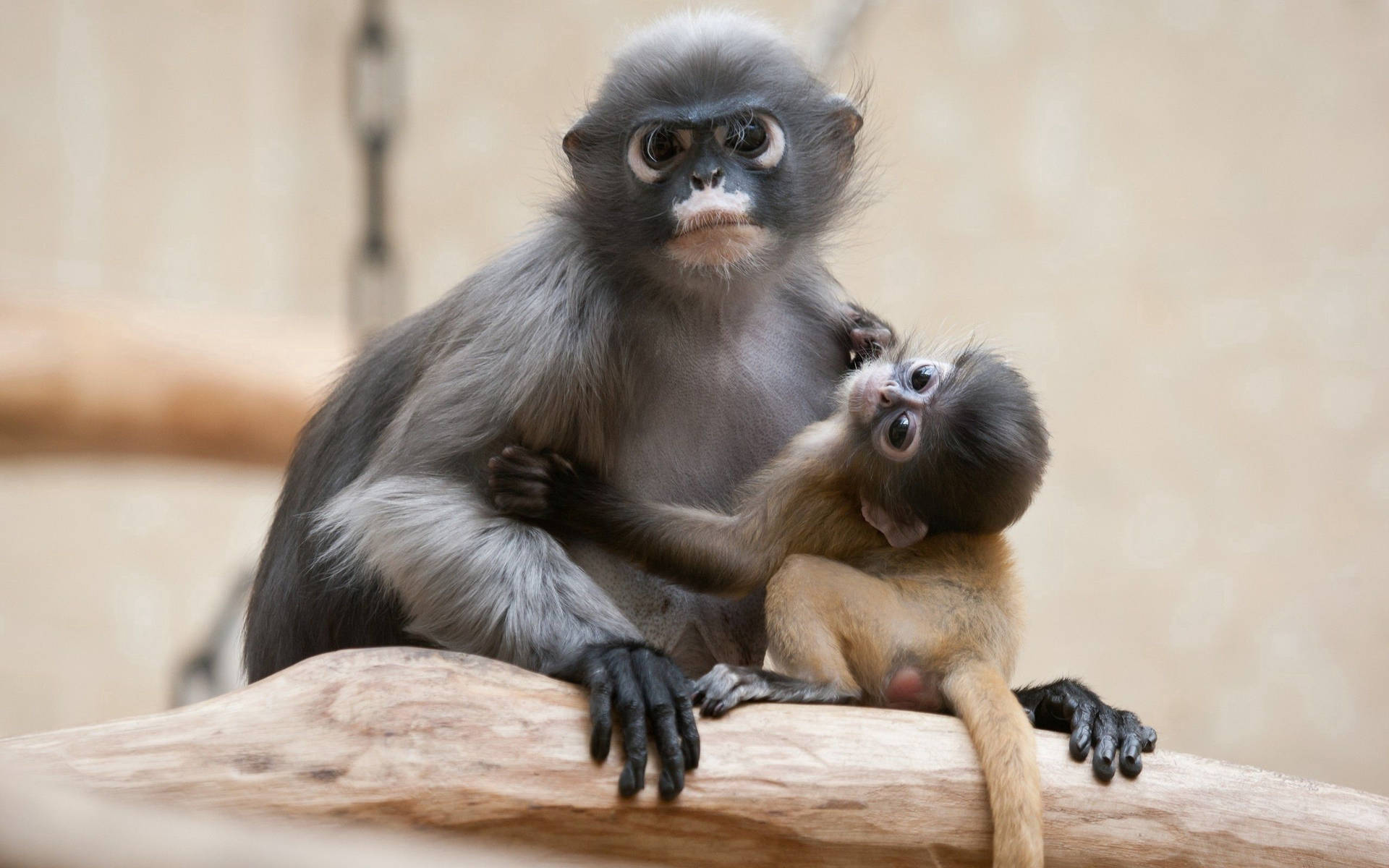 A Loving Relationship Between Baby Monkey Couple Wallpaper