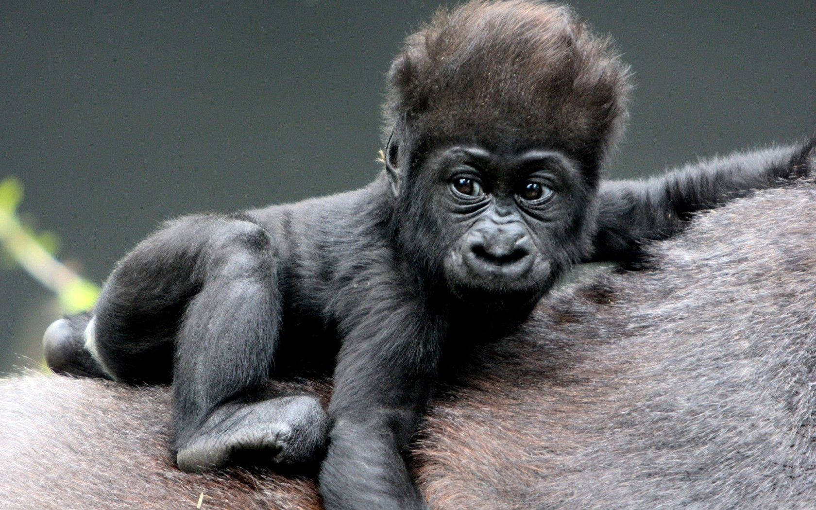 A baby gorilla enjoys its time playing in the woods. Wallpaper