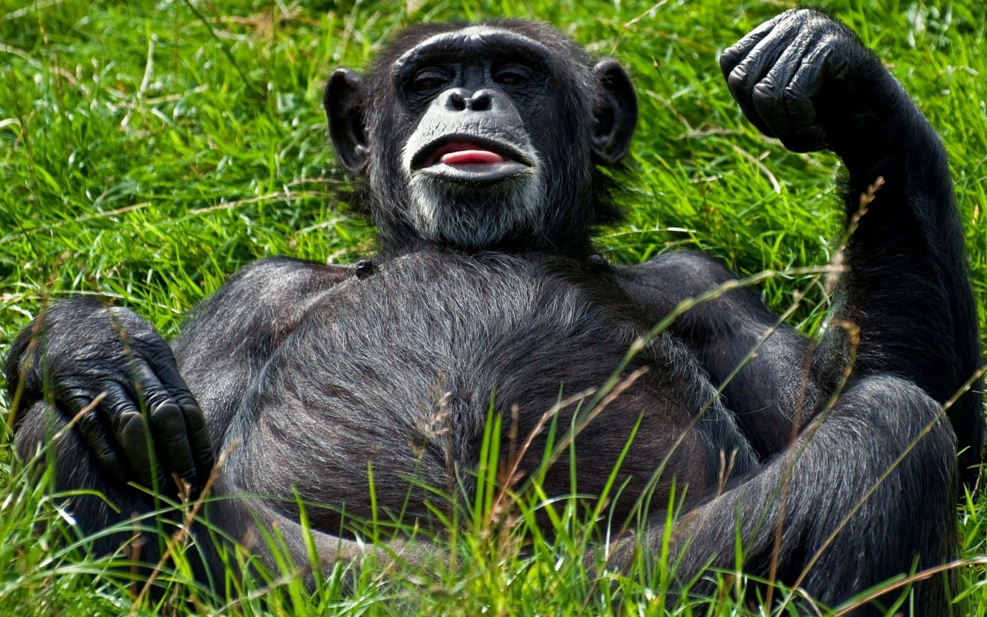 Scimpanzébaby Che Si Diverte