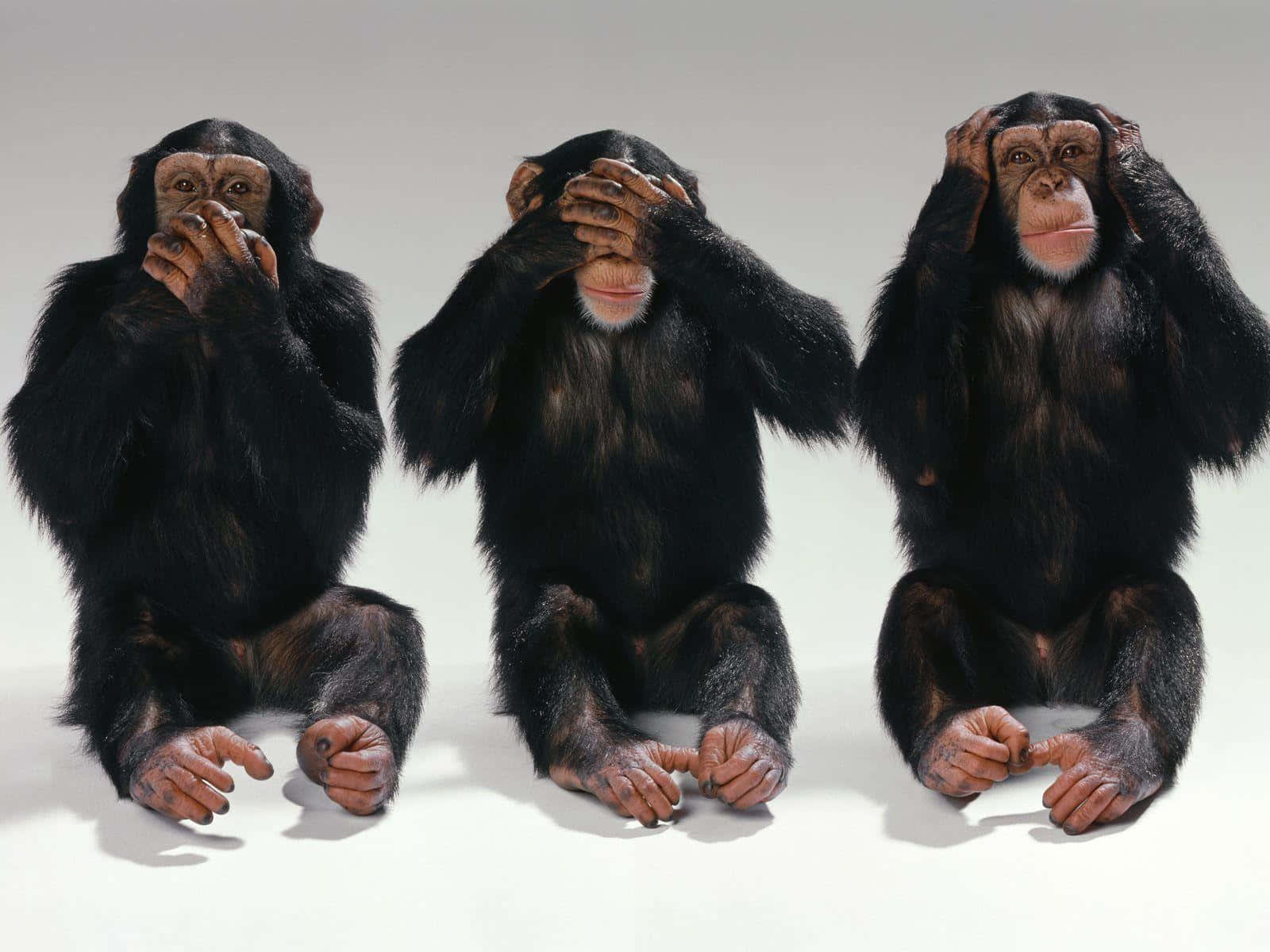 Three Chimpanzees With Their Hands Covering Their Eyes