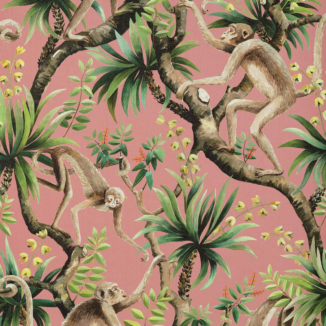 Download Monkey Background | Wallpapers.com