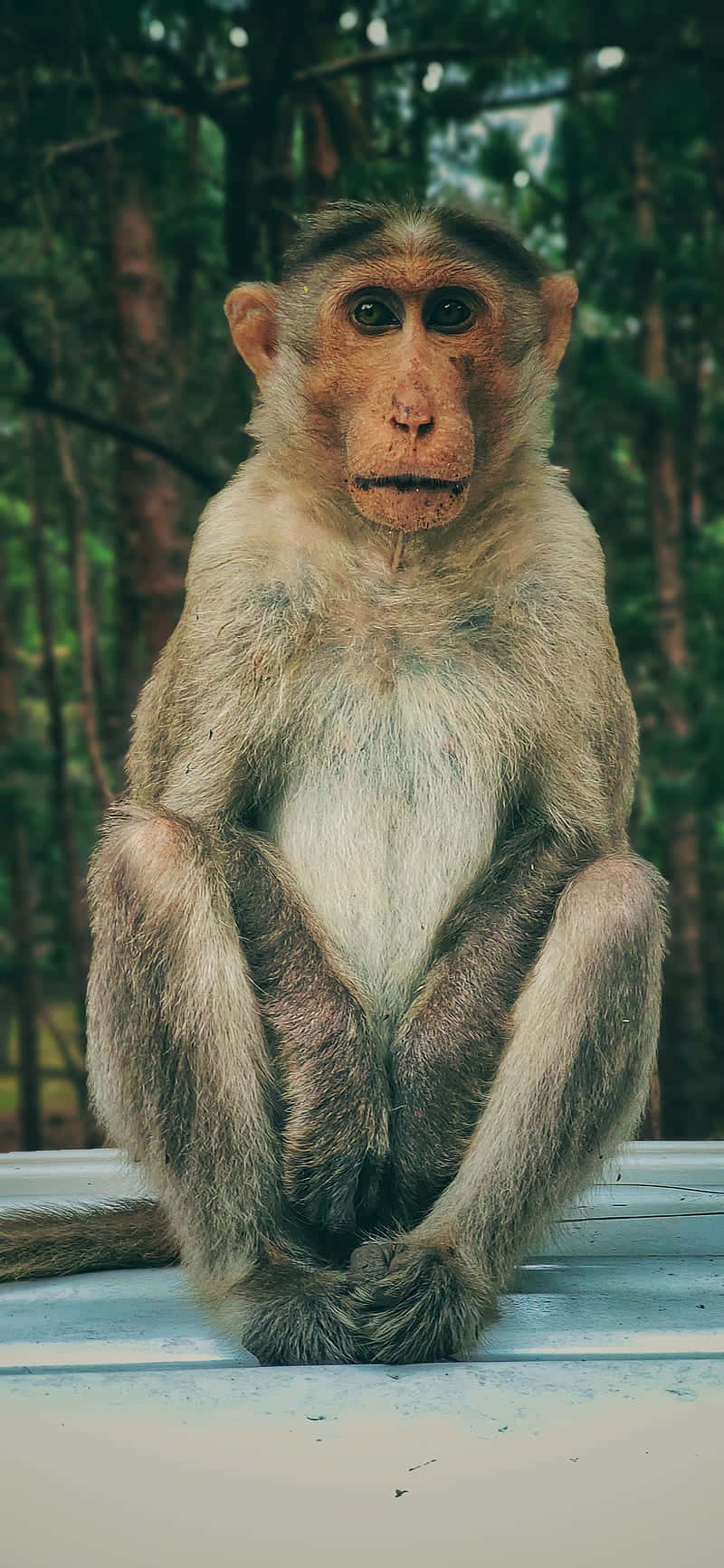 Monkey Background