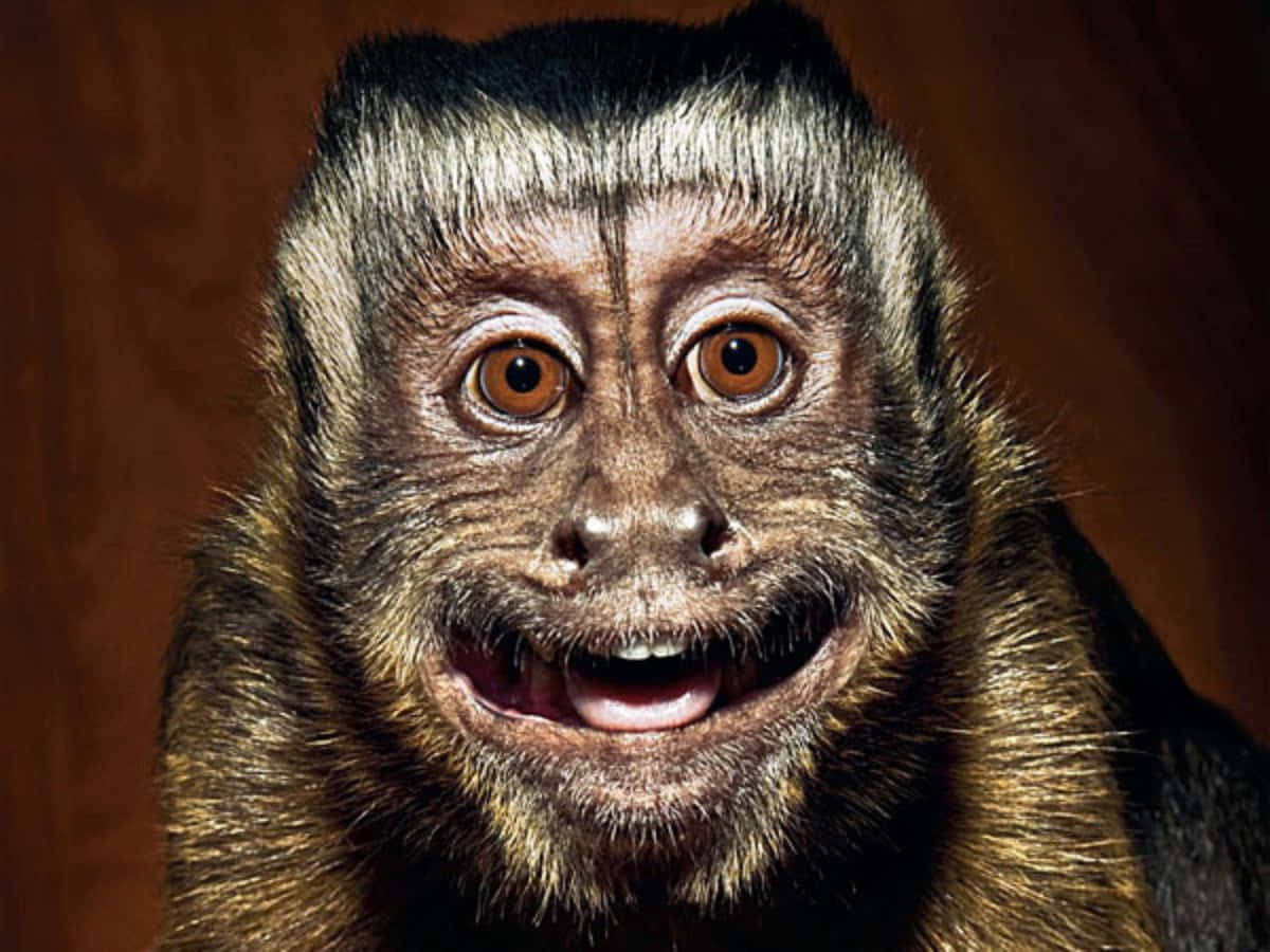 scared monkey face