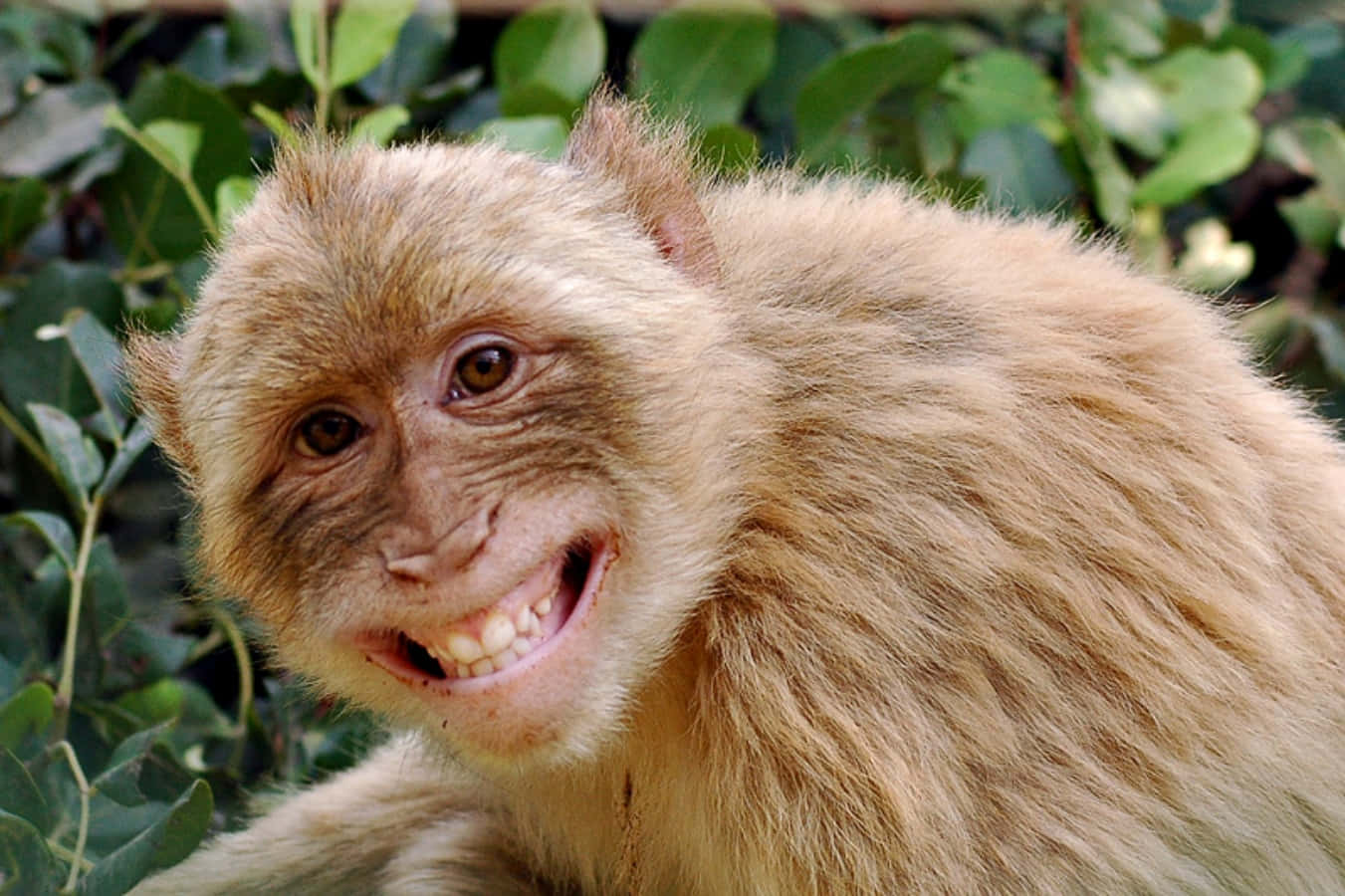 Laugh Out Loud with This Hilarious Monkey