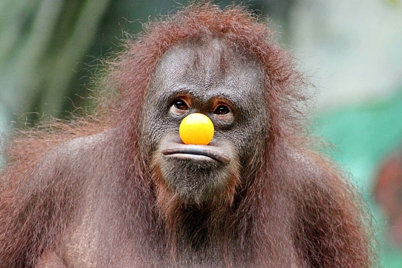 An Orangutan With An Orange Ball On His Nose