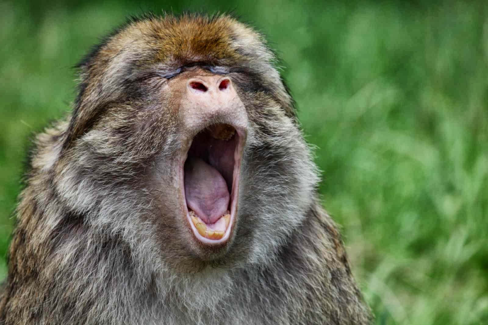 "The happiest monkey around!"