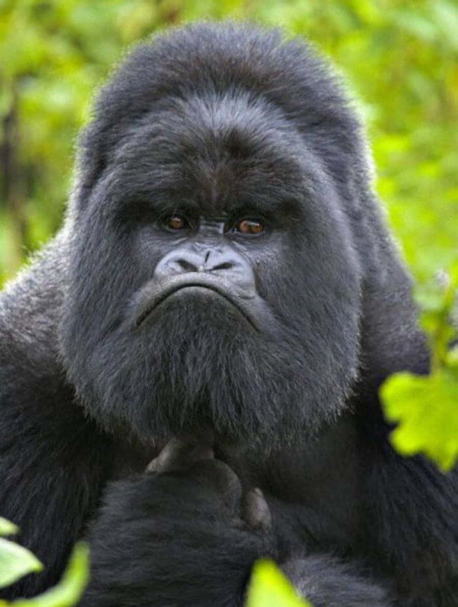 A Gorilla Is Sitting In The Forest Looking At Something