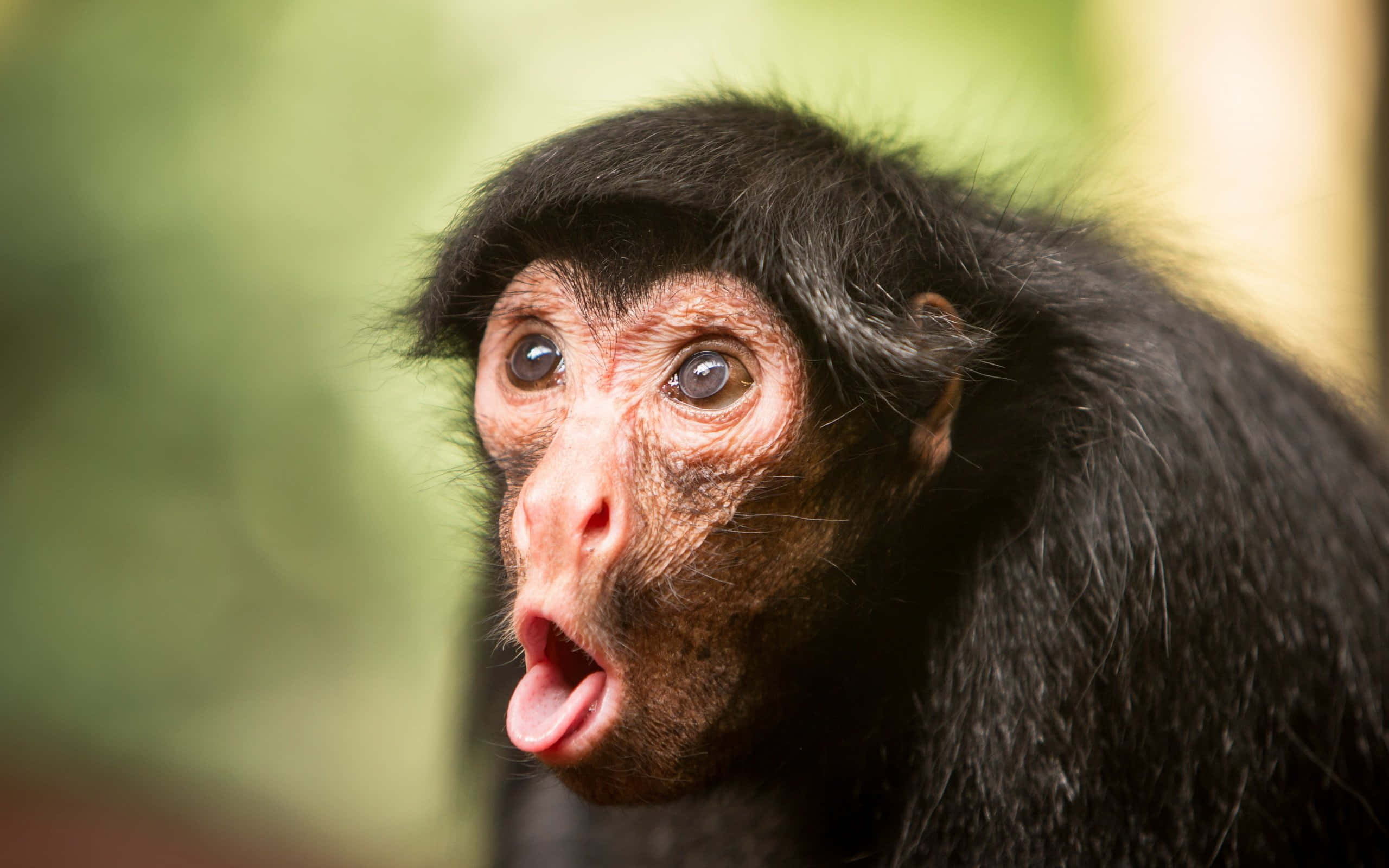 This monkey looks like it's having a laughing fit!