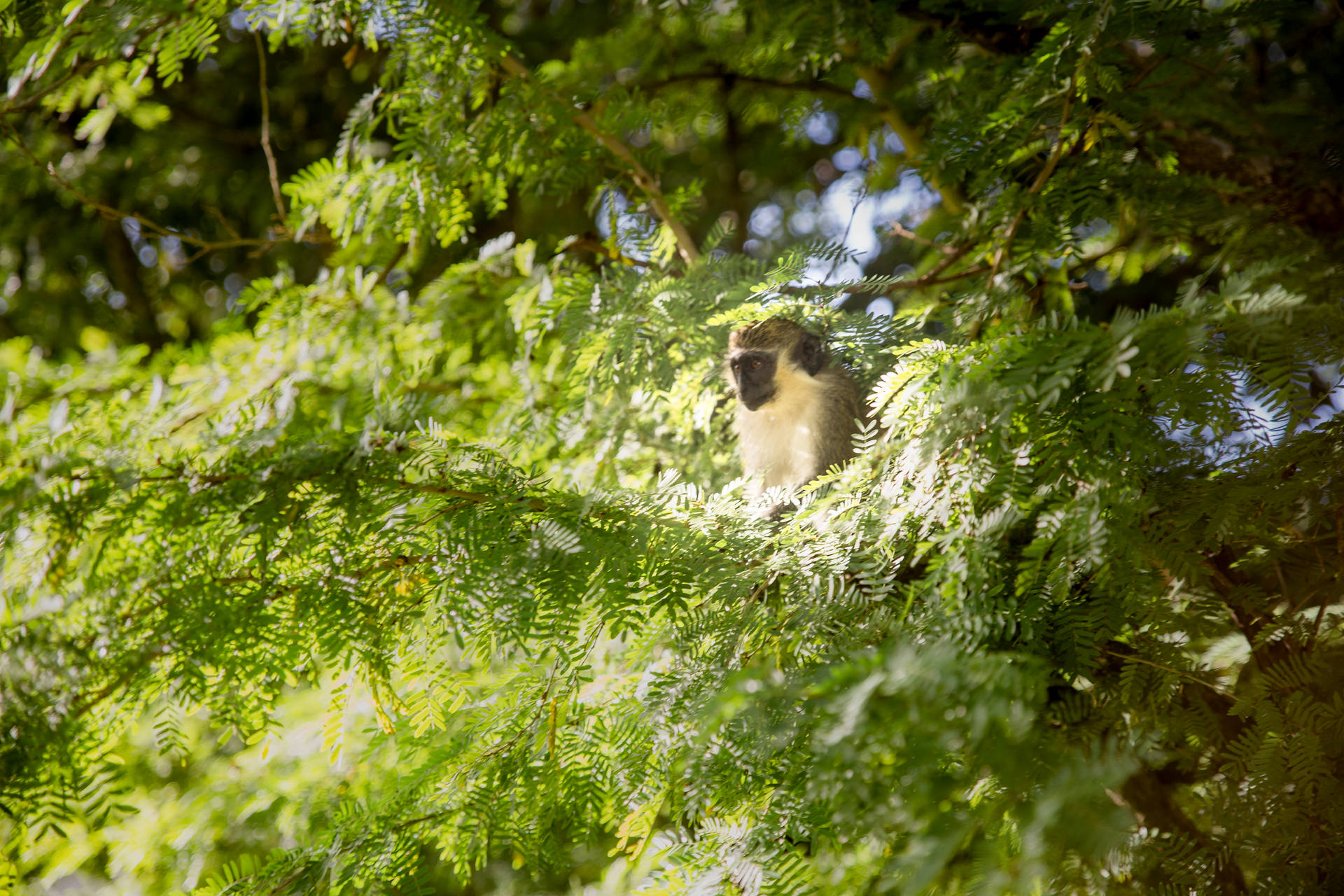 Monkey In Barbados