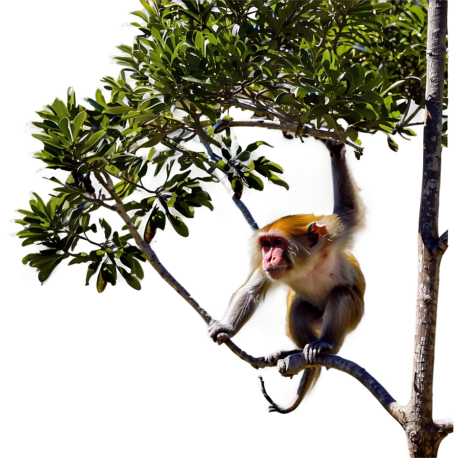 Monkey In Tree Png 57 PNG