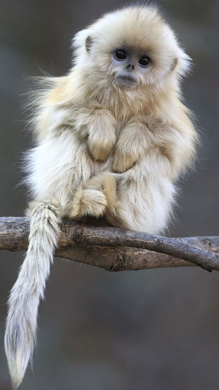 A monkey with a new iPhone Wallpaper