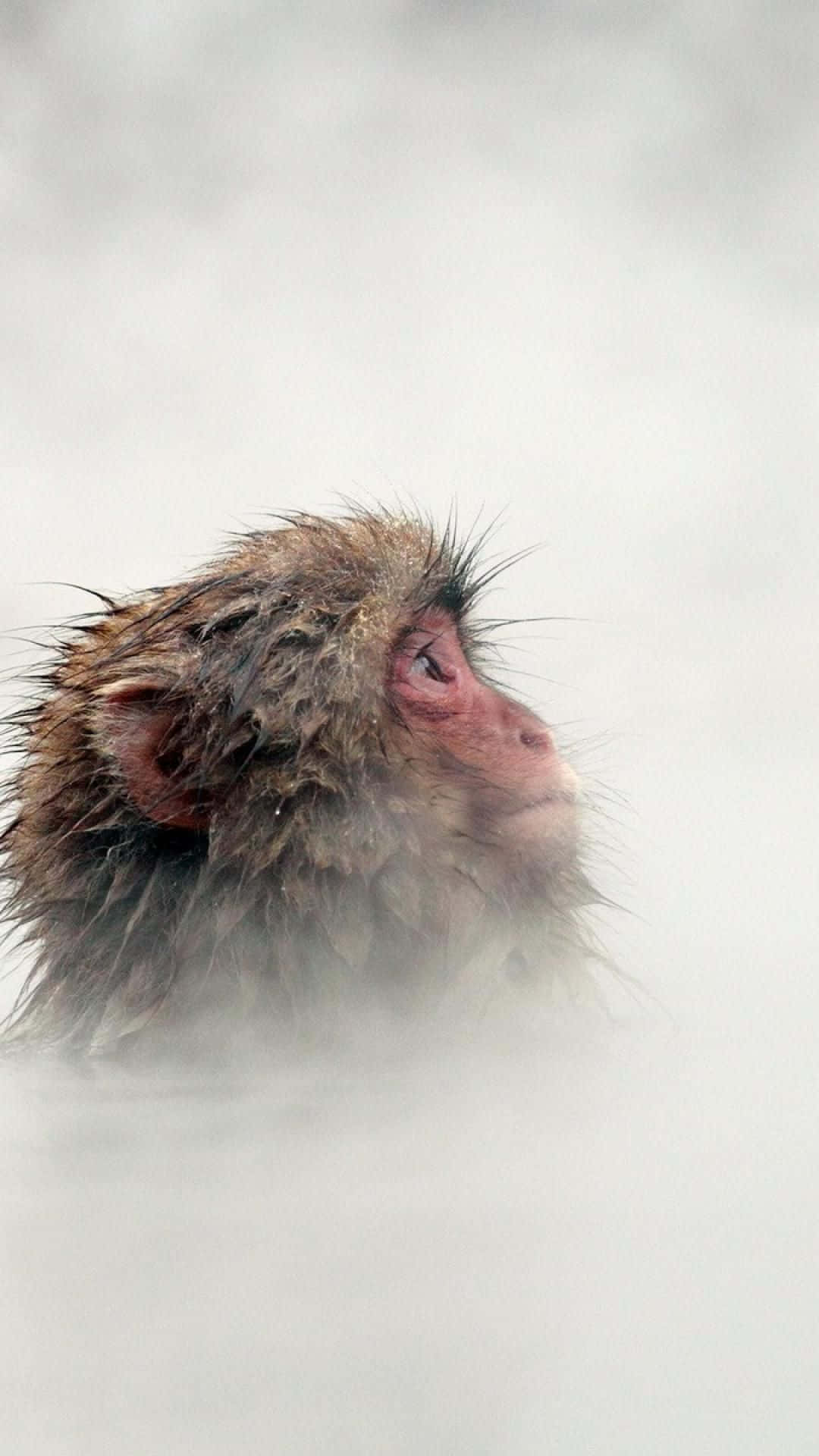Un'immagineartistica Di Una Scimmietta Su Un Iphone Con Una Colorata Sfumatura. Sfondo