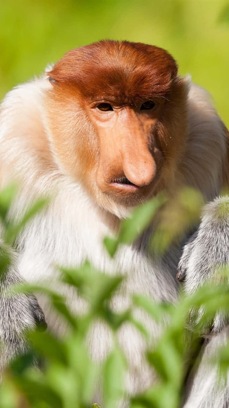 A Monkey With A Long Nose Is Sitting In The Grass Wallpaper